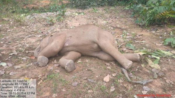  डबरी में डूबने से हाथी शावक की मौत