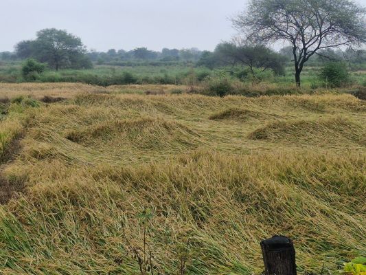 चक्रवाती तूफान मोंथा से खड़ी फसलें तबाह