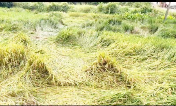 मोंथा तूफान से हुई बारिश से धान की फसल को भारी क्षति