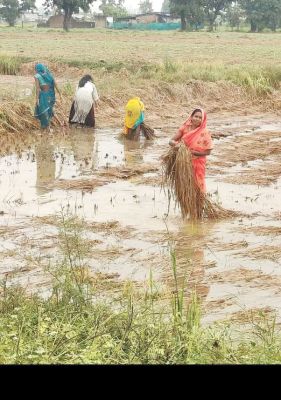 मूसलाधार बारिश से खड़ी फसलों को नुकसान, किसानों की बढ़ी चिंता