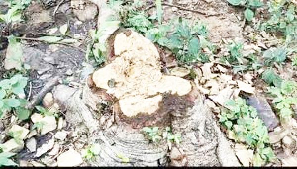 कसडोल उपवन मंडल में सागौन लकड़ी की अवैध कटाई और वन्यजीव शिकार की शिकायतें