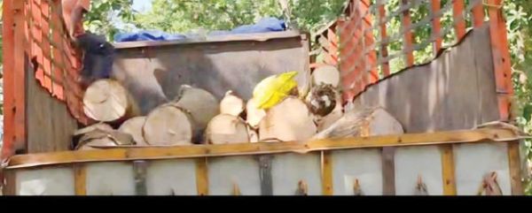 ओडिशा सीमा पर आम की अवैध लकड़ी पकड़ाई