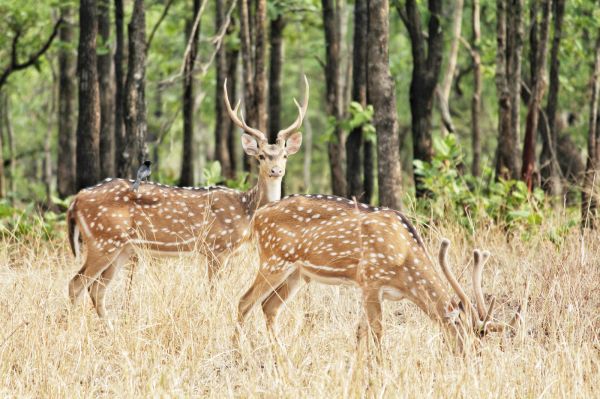 बारनवापारा वन्यजीव अभ्यारण्य पर्यटकों के लिए खुला