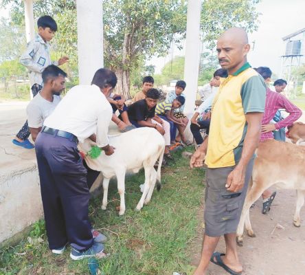 पशु चिकित्सा शिविर में  110 पशुओं का उपचार