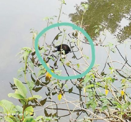 लापता दंपति की दो दिन बाद तालाब से लाश बरामद