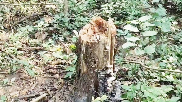 सोनाखान रेंज में पेड़ों की अवैध  कटाई की शिकायत, जांच के निर्देश