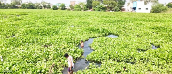  गुडरुपारा तालाब में जलकुंभियों की भरमार, सफाई की मांग