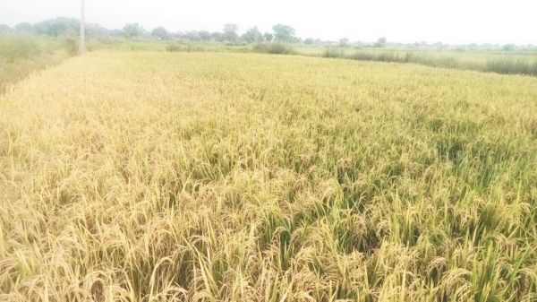 धान कटाई में देरी, अब फसलों में माहो और मकड़ी कीट का प्रकोप