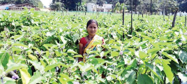 बिहान योजना से आत्मनिर्भरता की मिसाल बनीं शकुन्तला शार्दुल