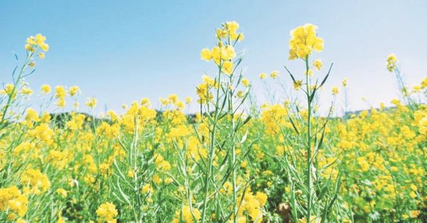 समर्थन मूल्य पर सरसों फसल की होगी खरीदी