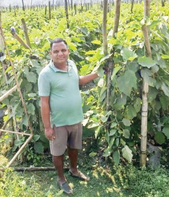 राजपुर क्षेत्र अब उद्यानिकी खेती का केंद्र बनता जा रहा है