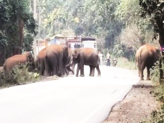 दो दिनों से रायगढ़-घरघोड़ा रोड पर हाथी दल रोक रहा रास्ता  