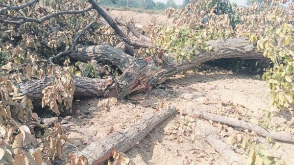 बिना अनुमति पेड़ों की कटाई, शिकायत