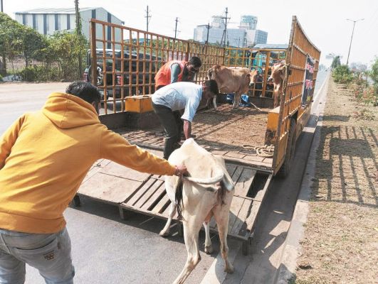 निगम की टीम ने पकड़े 8 मवेशी