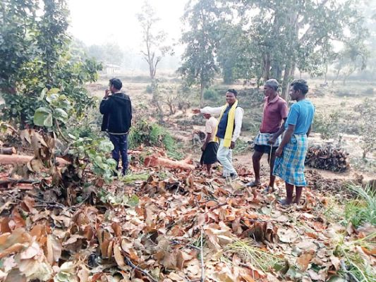 निजी अनुमति के बीच जंगल के पेड़ कटने का आरोप