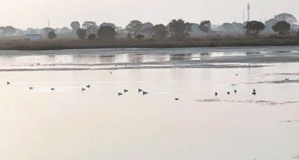 शीतकाल में प्रवासी पक्षियों से छुईहा जलाशय रहता था गुलजार,  आमद घटी