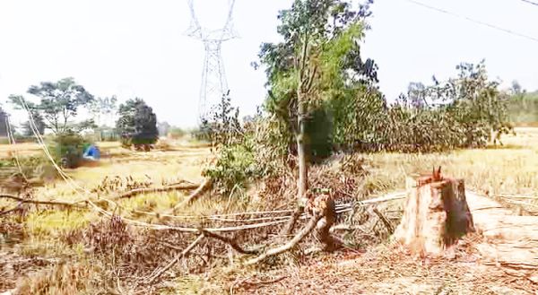 भारतमाला परियोजना के टावर निर्माण के दौरान पेड़ कटाई का आरोप