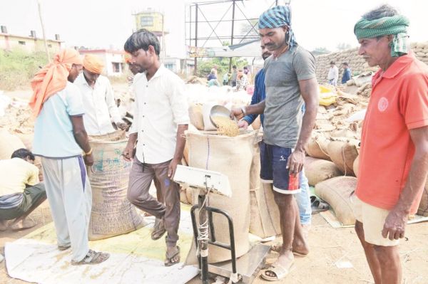 अब तक 13784 किसानों से 165.77 करोड़ की धान खरीदी