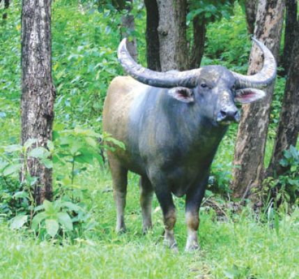 प्रदेश के जंगलों में 6 वन भैंसा, 190 काले हिरण, वन भैसों के लिए, उदंती में डाक्टर नियुक्त होंगे