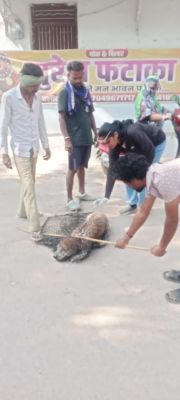 आवारा कुत्तों के पीछे अब निगम पालिकाएं एंटी रेबीज टीके लगाने चलेगा अभियान