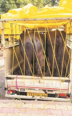 मवेशी तस्कर गिरफ्तार