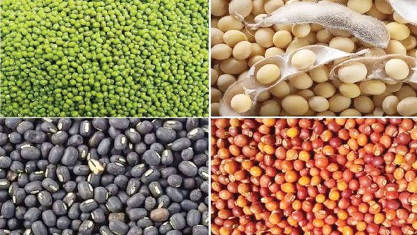 अरहर, मूंग, उड़द, और मूंगफली की एमएसपी पर खरीदी, नाफेड कल से 30 मई तक करेगा