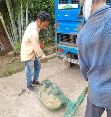 निगम भिलाई ने सबसे ज्यादा किया कुत्तों का बधियाकरण और वैक्सीनेशन