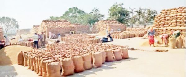 उपार्जन केन्द्रों में धान का उठाव शुरू नहीं: अब तक कुल 22900 किसानों से 13056 टन धान की खरीदी