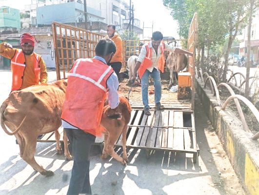 निगम की टीम ने दो दिन में पकड़े 14 मवेशी