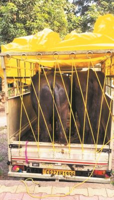 मवेशियों को कत्लखाना ले जाने वाला आरोपी गिरफ्तार