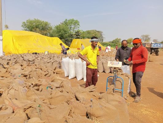 कटी फसल बेचने हफ्तों का इंतजार, तुहर टोकन ऐप के पेच में फंसे किसान