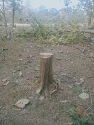 कोटा कोरी बांध के जंगलों में सागौन पेड़ों की अवैध कटाई की शिकायत