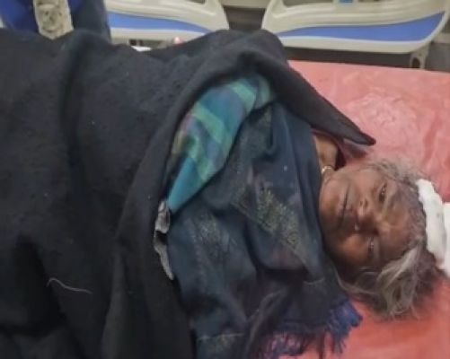 रानीगांव में जंगली सूअरों का हमला, 75 वर्षीय महिला गंभीर रूप से घायल