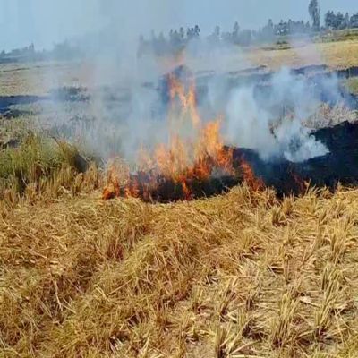 धान की कटाई के बाद पराली जला रहे किसान