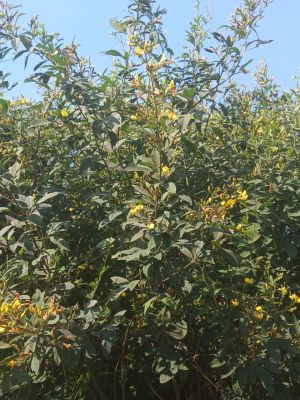  दलहन लहलहा रही, अच्छी पैदावार की उम्मीद