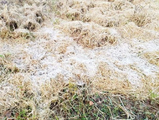 सरगुजा में पड़ रही है कड़ाके की ठंड, अंबिकापुर में पारा 4 डिग्री के करीब पहुंचा