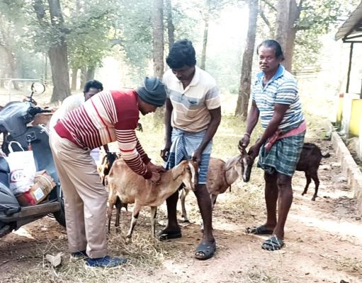 मवेशियों का टीकाकरण