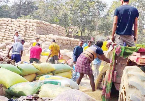 जिले में अब तक 9 लाख क्विंटल धान की खरीदी