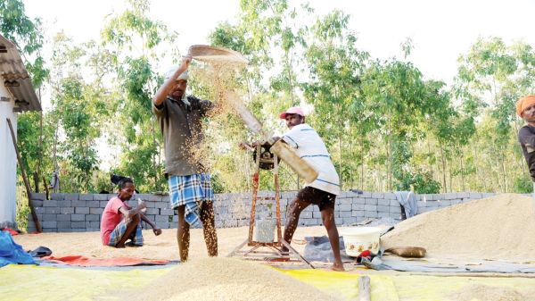  धान की पैदावार अच्छी, किसान खुश