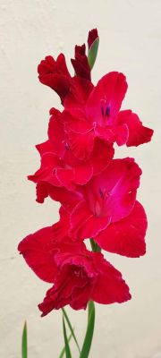 देशी-विदेशी फूलों की खूशबू से महक रहा आंगन