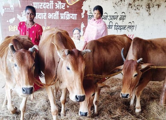 कोदो की पारंपरिक मिंजाई