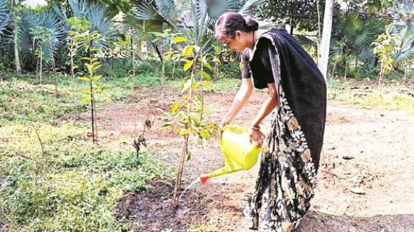 उद्यानों में साफ-सफाई व पानी सिंचाई जारी