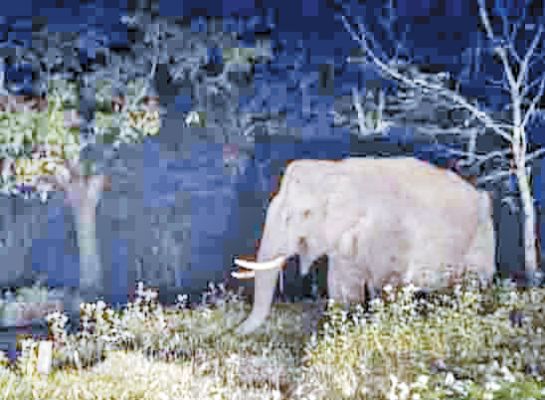 हाथी पहुंचा रायगढ़, तालाब में गिरने के बाद सुरक्षित बाहर निकाला