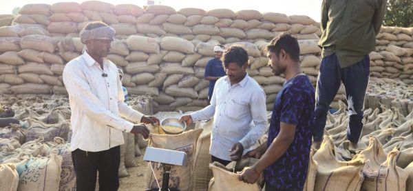 एमएमसी जिले में 13 हजार से अधिक किसानों ने बेचा धान