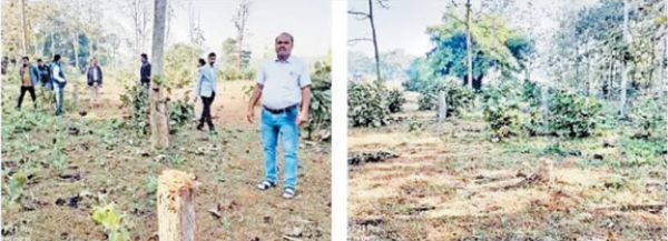 रोहांसी वन परिक्षेत्र में सागौन के पेड़ों की कटाई की शिकायत