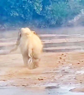 महान नदी में हाथियों की अठखेलियां बनीं आकर्षण का केंद्र