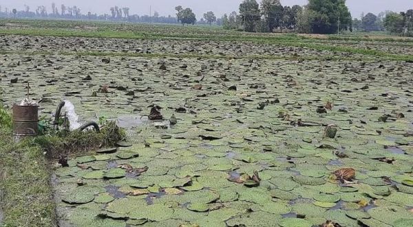 अब महासमुंद में मखाना उत्पादन की तैयारी: जलीय फसल को लेकर विशेष फ ोकस, 150 तालाबों को लेकर भेजा प्रस्ताव