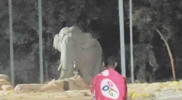 बंगुरसिया धान खरीदी केन्द्र रोजाना पहुंच रहे हाथी