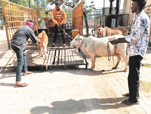 नगर निगम की टीम ने पकड़े 8 मवेशी