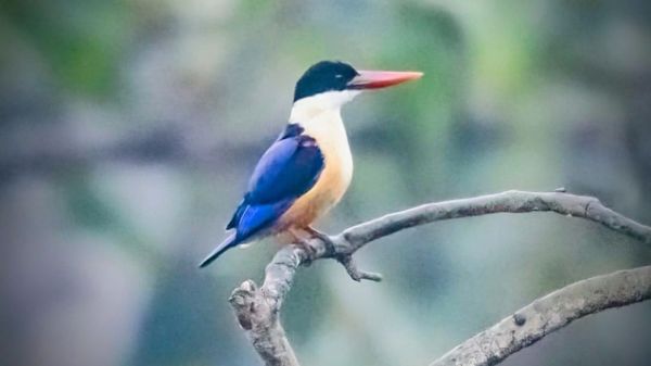  बारनवापारा अभयारण्य में दिखा दुर्लभ ब्लैक कैप्ड किंगफिशर